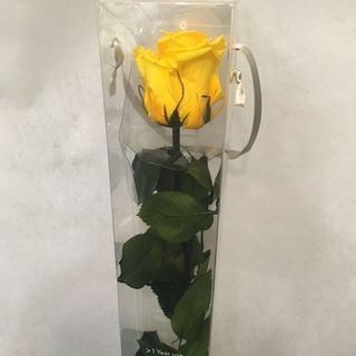 Rosa Amarilla unidad