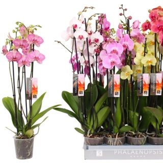 Orquídea de 4 tallos de70 cm.