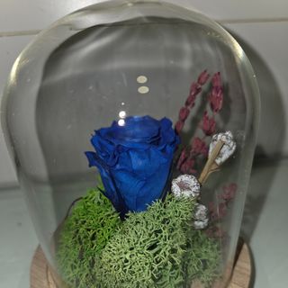 Cúpula de rosa preservada color azul