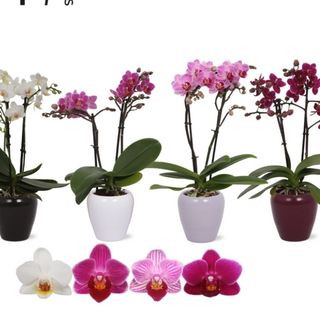 Orquídeas mini varidas