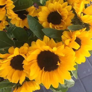 BOUQUET DE GIRASOLES