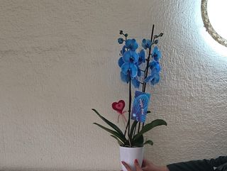 Orquídea azul con macetero de ceramica