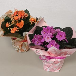 Kalanchoe o violeta africana