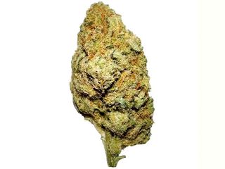 10 gramos La Cordobesa Amnesia Hydroponic Premium