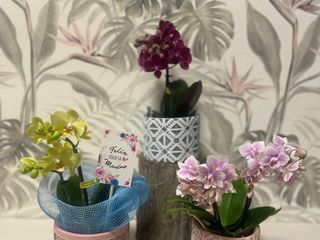 MINI ORQUIDEAS CON MACETA