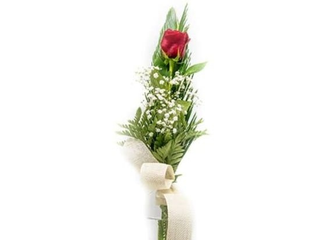 Rosa Individual