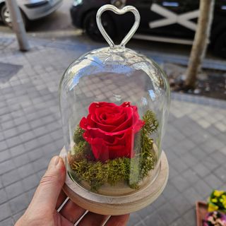 Rosa roja eterna en cúpula de corazón 