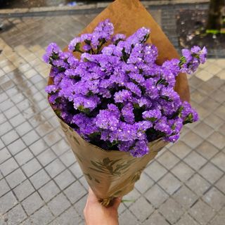 Siemprevivas moradas