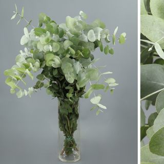 Eucalipto cinerea fresco