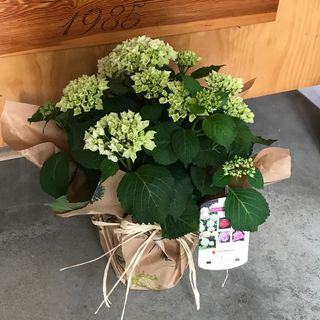 Planta de Hortensia