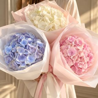 Hortensia individual