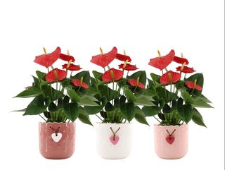 Anthurium en cerámica