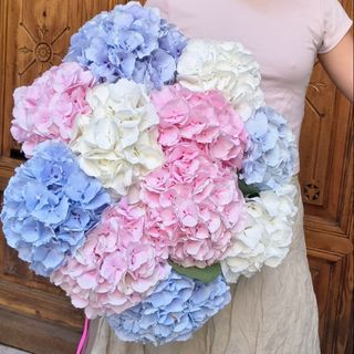 Pastel Hydrangeas