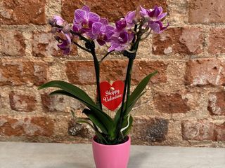 Mini Orquídea Phalaenopsis. Detalle que Enamora