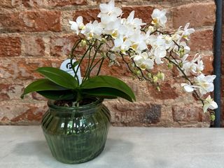 Phalaenopsis Blanca Multiflora. Elegancia en Cascada