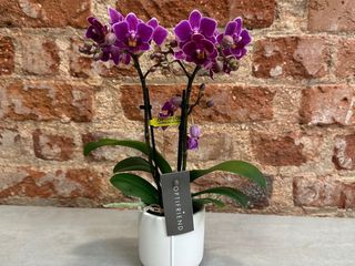 Mini Phalaenopsis 3 tallos – Elegancia Natural
