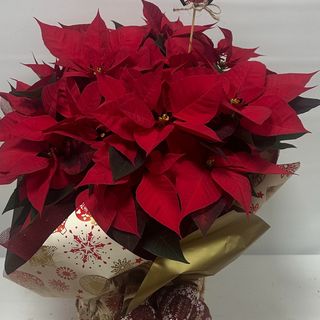 C2-NAVIDAD PREMIUN-POINSETIAGRANDE