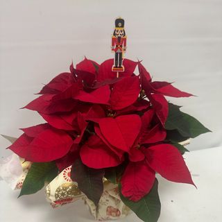 C3-PLANTA NAVIDAD Y SOLDADITO MADERA