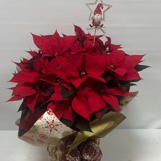 MP2-planta navidad premiun