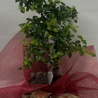 026-BONSAI-PARA MI CHIC@