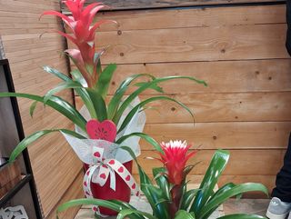 BROMELIA AMOROSA