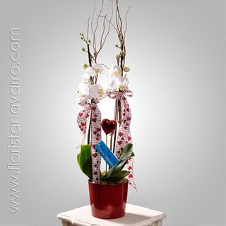 Orquídea especial enamorados