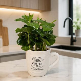 Coffea arabica