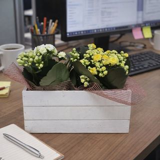 caja con dos kalanchoes