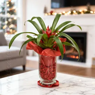 Guzmania