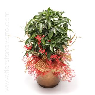 Ardisia crenata