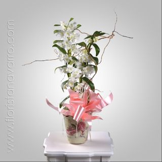 Planta orquidea Dendrobium