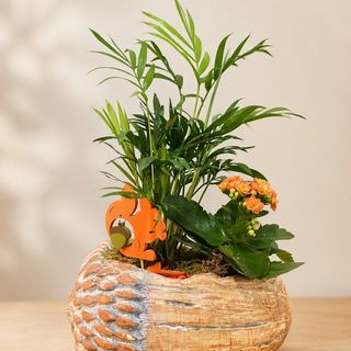 Bellota de otoño