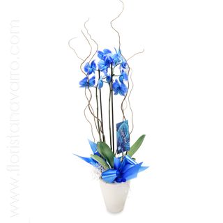 Orquídea phalaenopsis azul