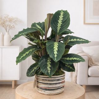 Calathea