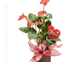 Planta de anthurium rojo