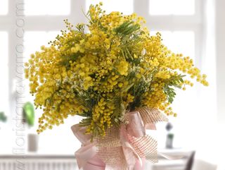Ramo de mimosa