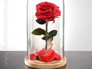 Cúpula Rosa Eterna