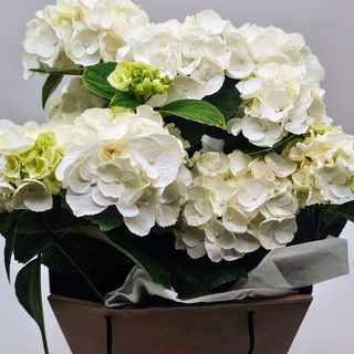 Planta de Hortensia Blanca Premium