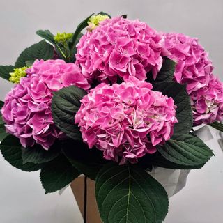 Planta de Hortensia Rosa Premium