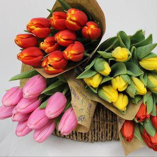 Paquete de tulipanes