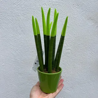 SANSIVIERA VERDE