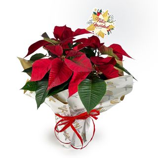 Flor De Pascua - Xmas