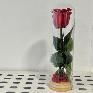 CÚPULA PEQUEÑA rosa ROJA PRESERVADA