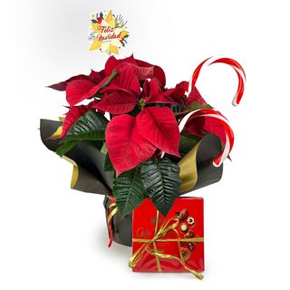 Flor De Pascua Dulce Navidad