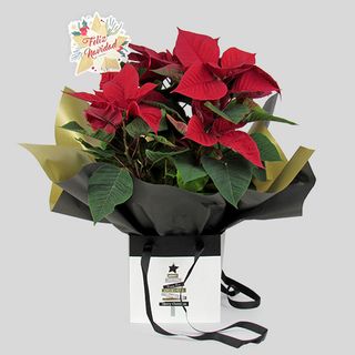 Flor De Pascua Xmas Box