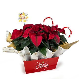 Arreglo Pascua Zambomba