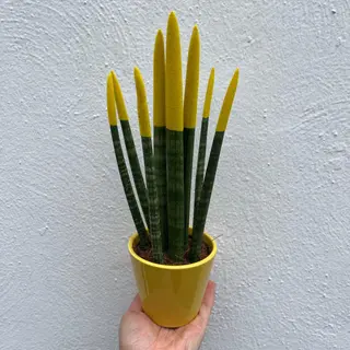 SANSIVIERA AMARILLA