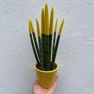 SANSIVIERA AMARILLA