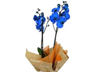 ORQUIDEA AZUL