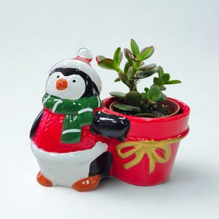 Cactus pequeño con macetero navideño